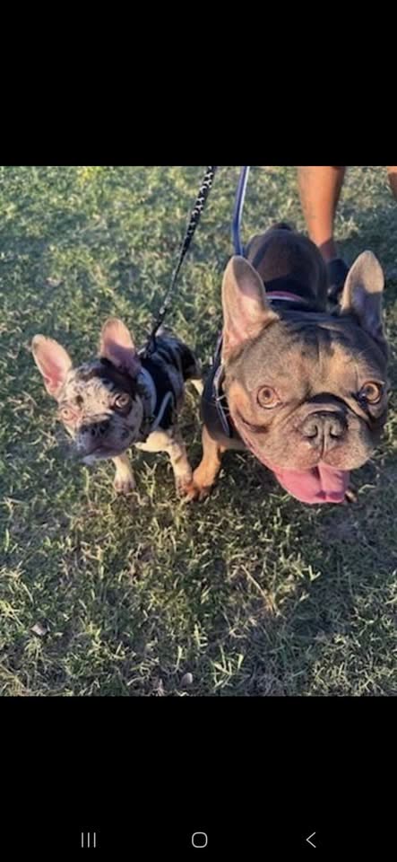 LOST PET - St John's Road, Maili | SSH Search