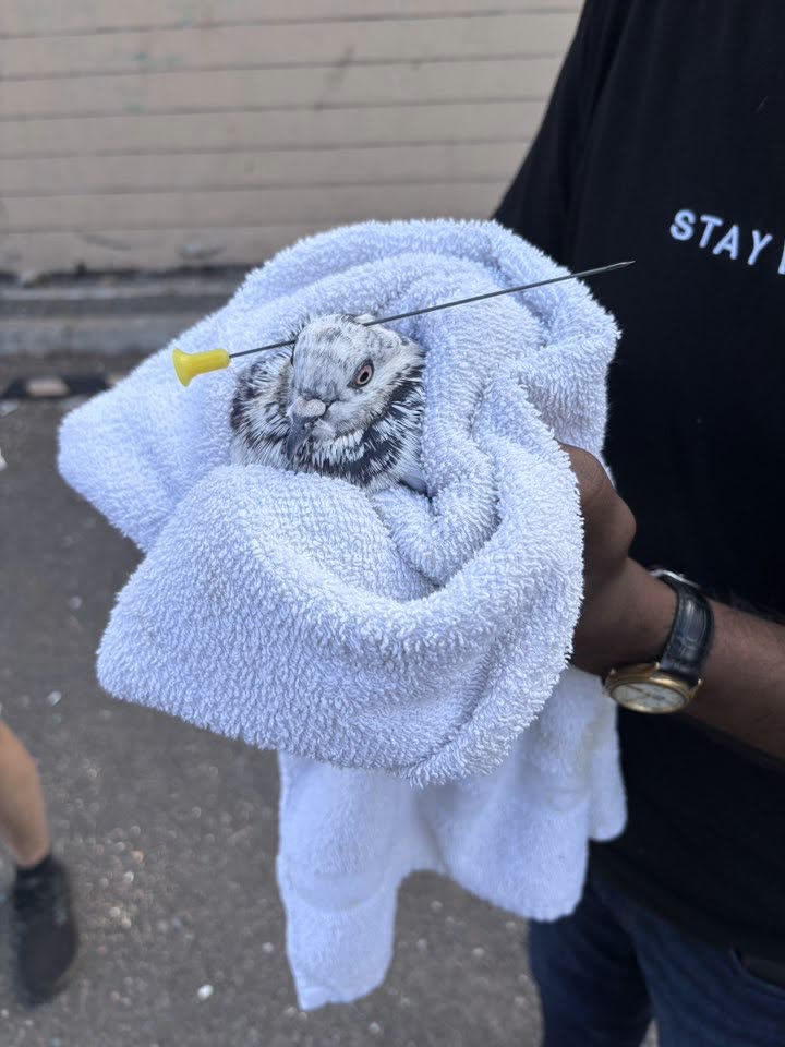 ANIMAL ABUSE - BeerLab on S. King Street, Honolulu | SSH Search