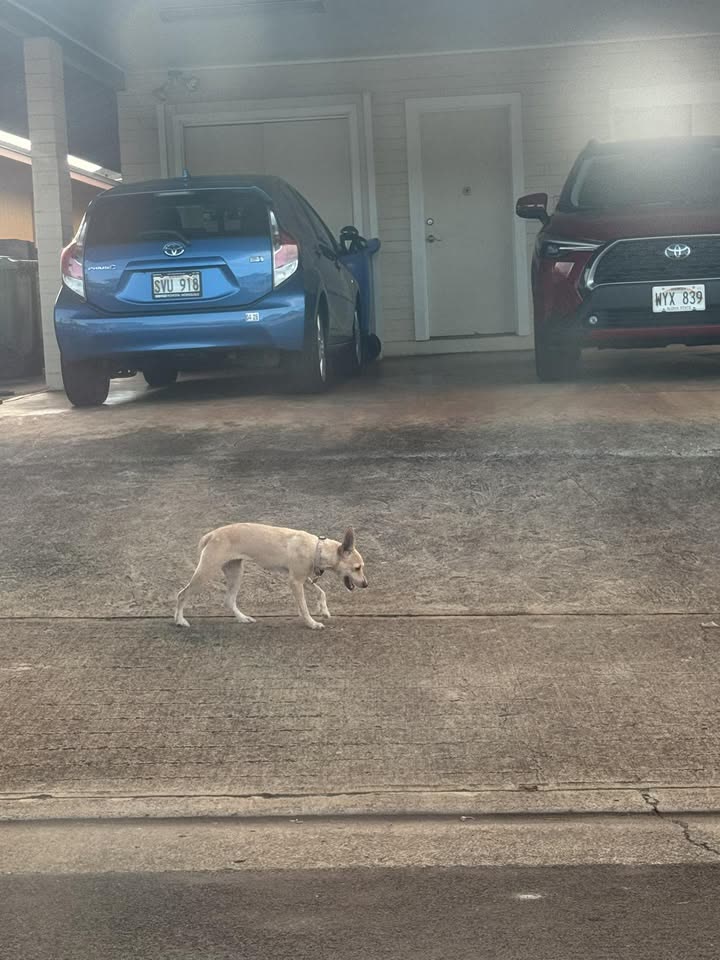 ANIMAL SIGHTING - Hiapo and Hiahia, Waipahu | SSH Search