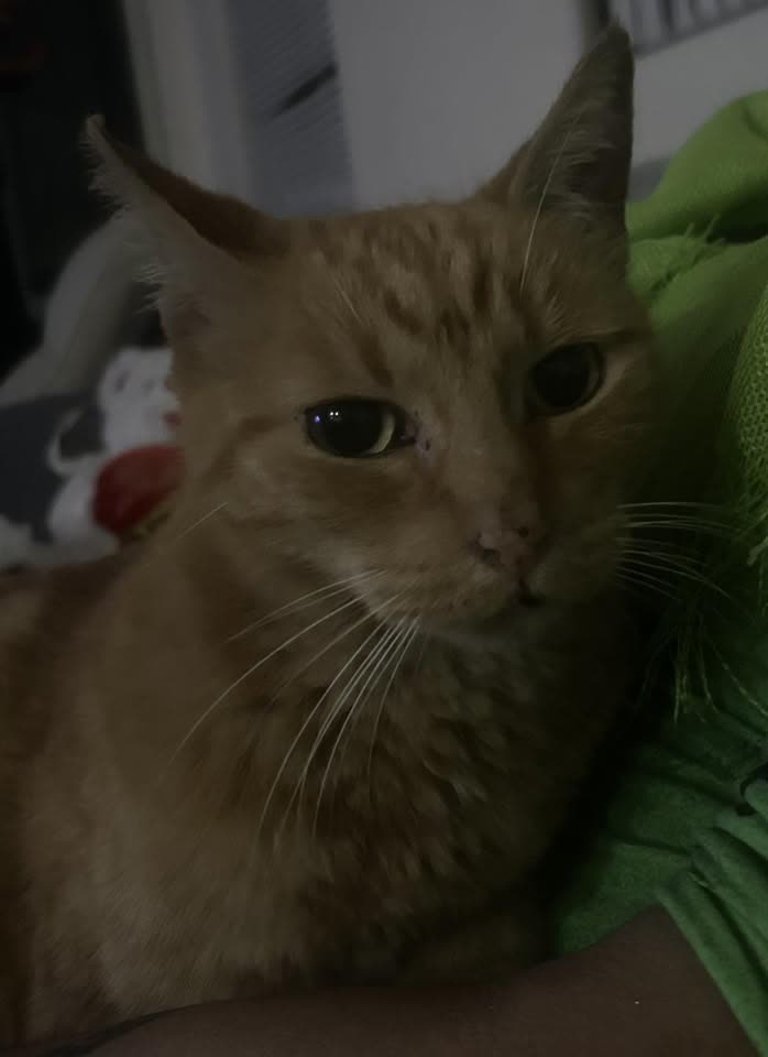 FOUND PET - Launahele Street, Ewa Beach, Oahu | SSH Search