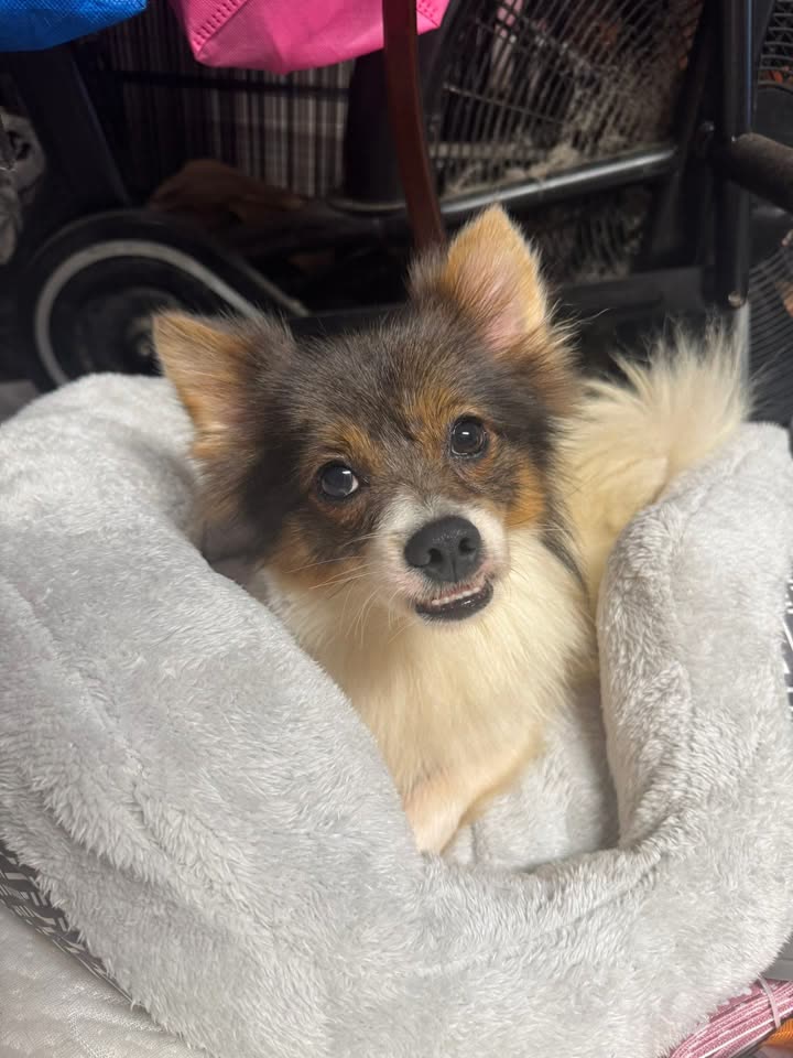 FOUND PET - Waianae, Oahu | SSH Search
