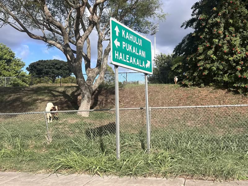 ANIMAL SIGHTING - Kula Highway outside of Kekaulike High School, Kula, Maui | SSH Search