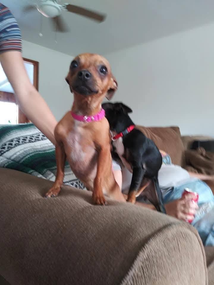 LOST PET - Kalapana Gardens, Keoni Road, Hawaii | SSH Search