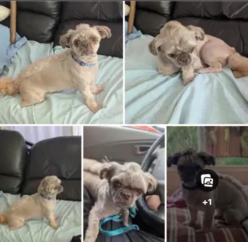 FOUND PET - North Shore, Oahu | SSH Search