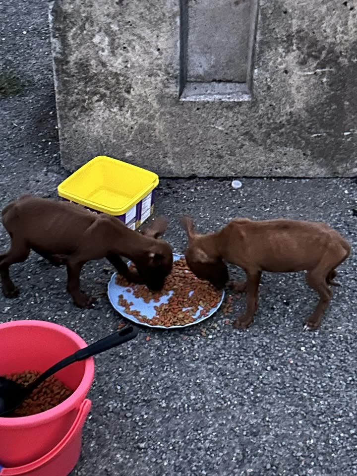 FOUND PET - Kapolei, Oahu | SSH Search