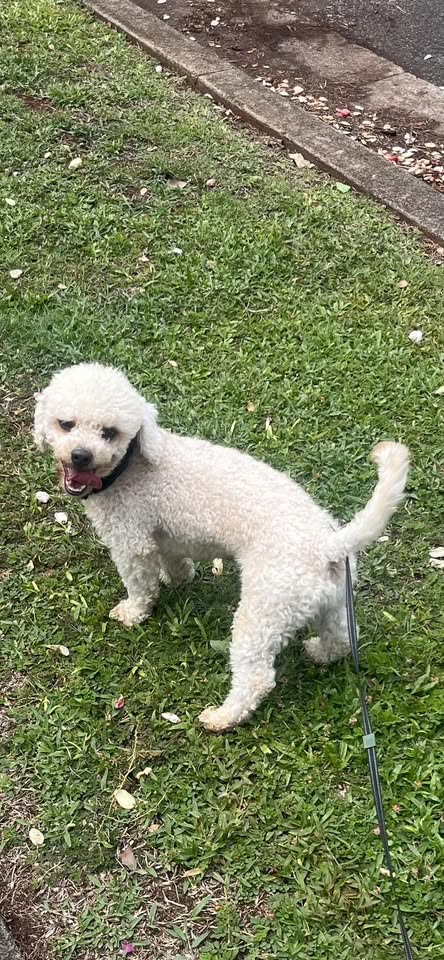 LOST PET - Mililani/Waipio Acres, Oahu | SSH Search