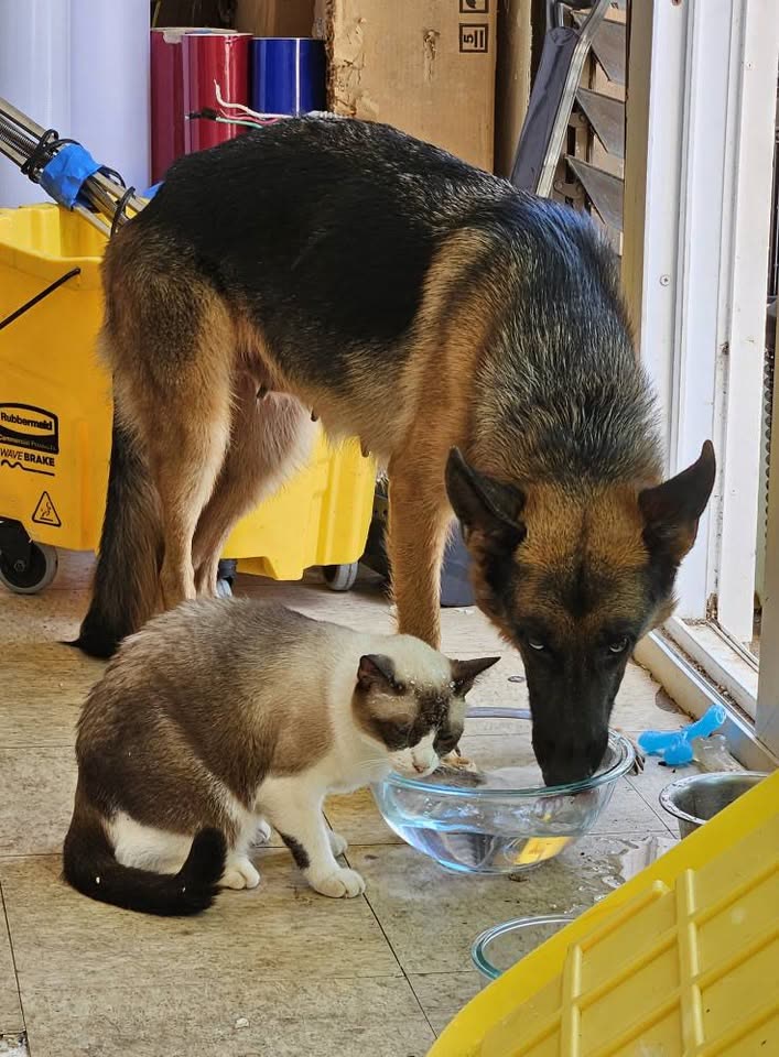 LOST PET - Helelua Street | SSH Search