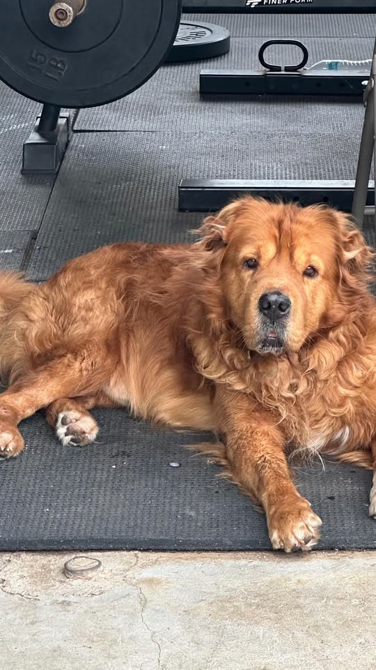 LOST PET - Ewa Beach, Oahu | SSH Search