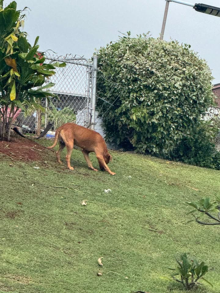 ANIMAL SIGHTING - Ho'omoana Street and Ho'olaule'a Street, Pearl City, Oahu | SSH Search