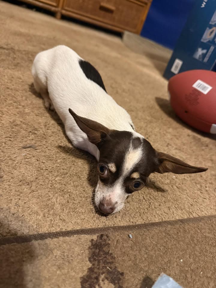 FOUND PET - Ewa Villages, Oahu | SSH Search