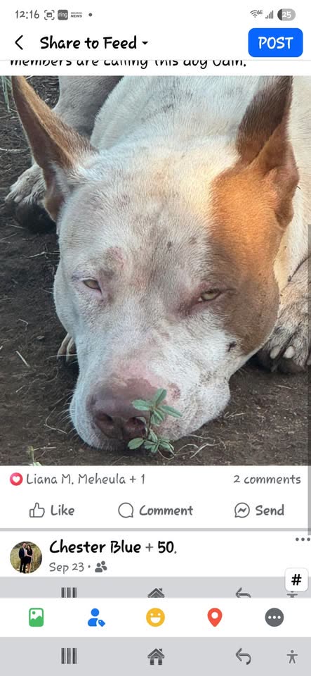FOUND PET - Hawaii | SSH Search