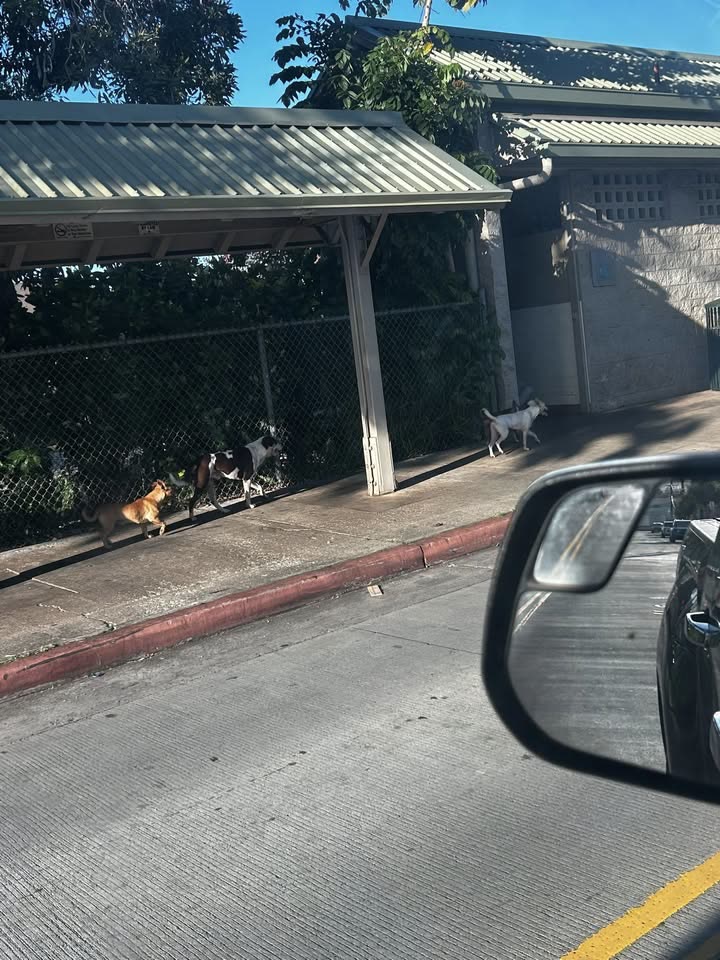 ANIMAL SIGHTING - Waipahu, Oahu | SSH Search