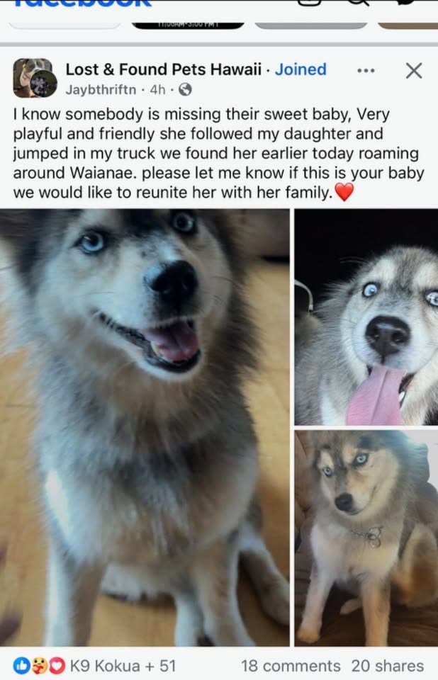 LOST PET - Hawaii | SSH Search