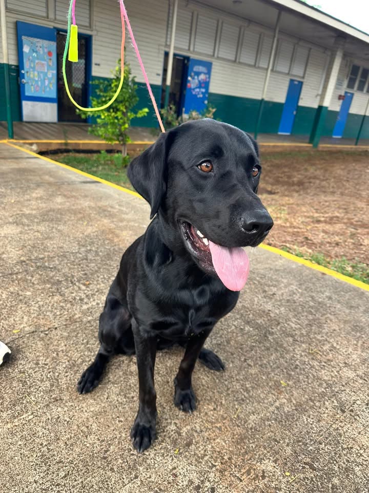 FOUND PET - Fern Elementary, Kalihi, Honolulu | SSH Search