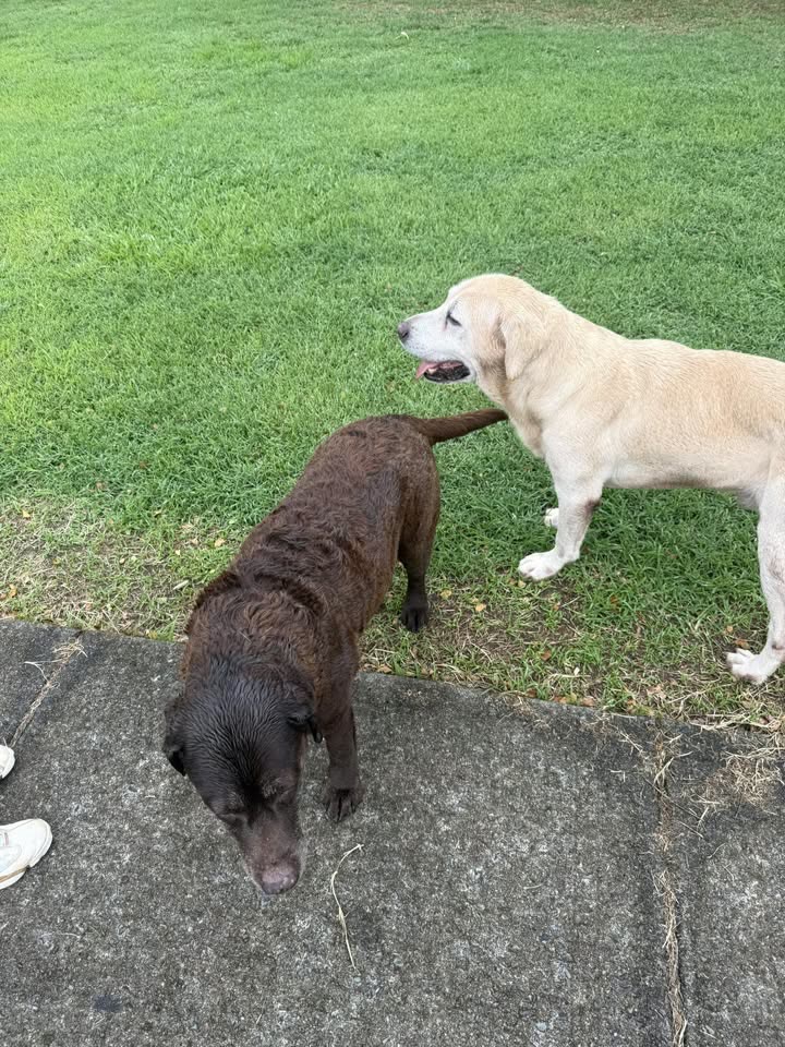 FOUND PET - Manoa District Park, Honolulu, Oahu | SSH Search