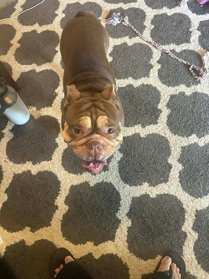 FOUND PET - Pauoa/Booth Rd | SSH Search