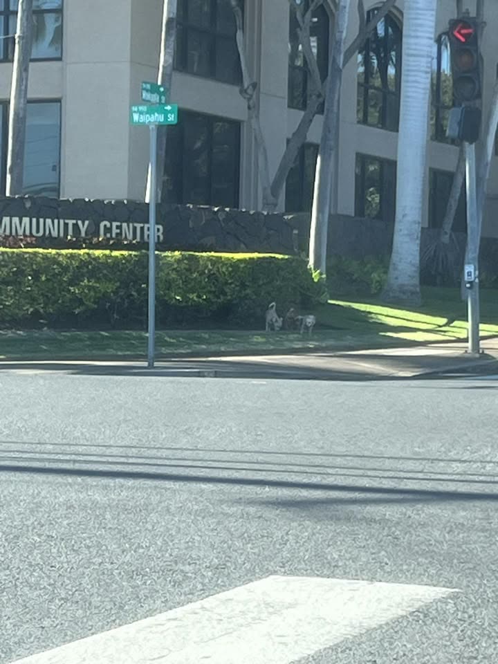 ANIMAL SIGHTING - Mokuola and Waipahu streets, Waipahu | SSH Search