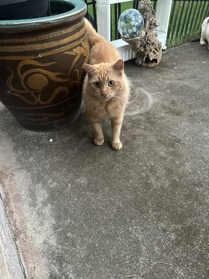 FOUND PET - Hawaii | SSH Search