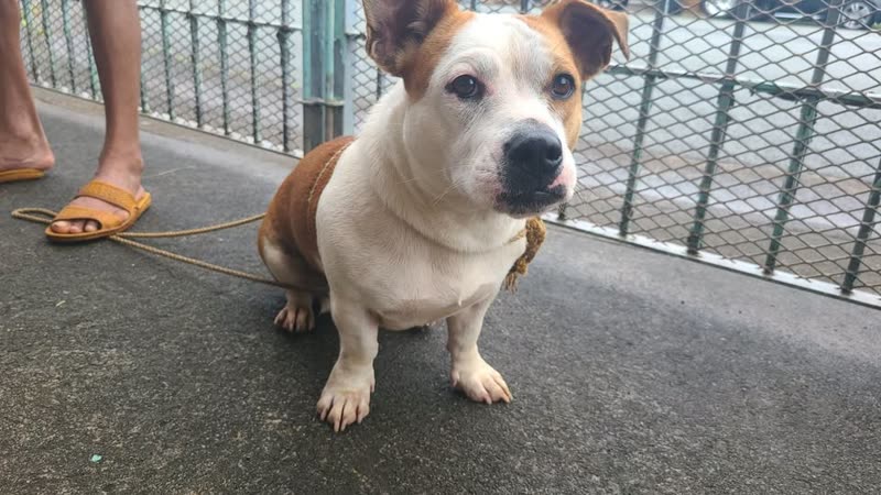 FOUND PET - Waipio Acres, Ewa, Oahu | SSH Search