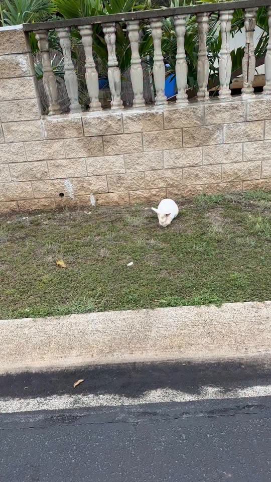 ANIMAL SIGHTING - Kikioo Street, Ewa Beach | SSH Search