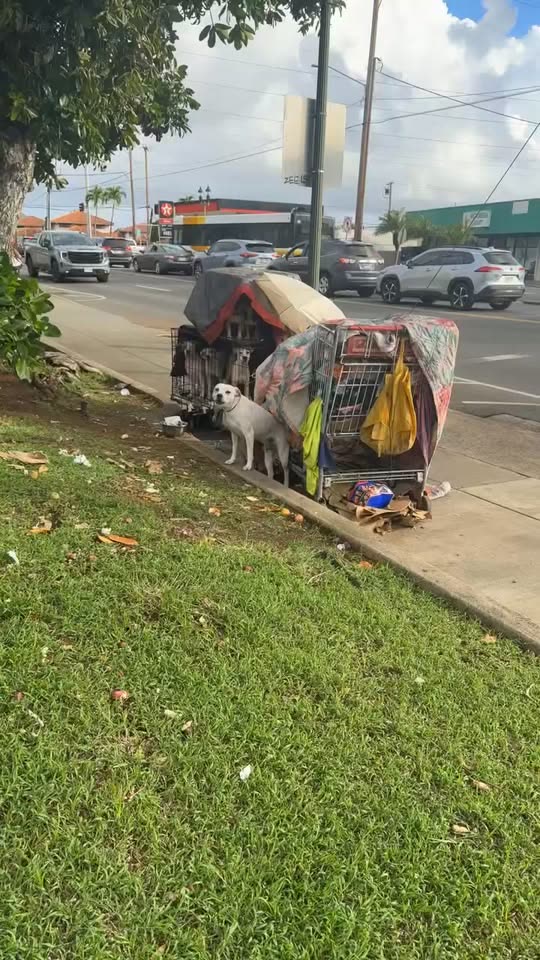 ANIMAL SIGHTING - Kalihi, Honolulu, Oahu | SSH Search