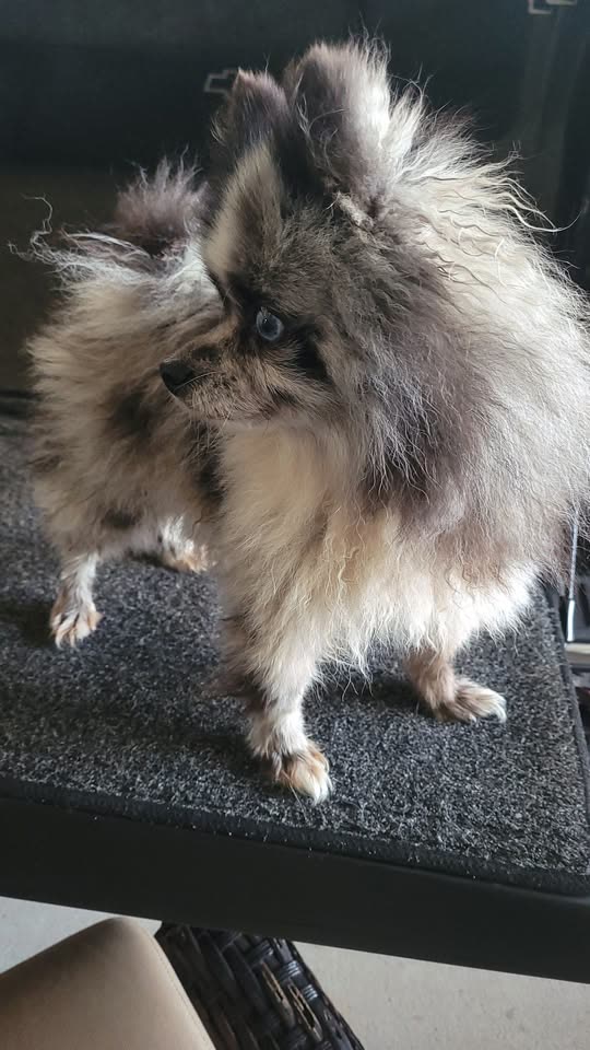 FOUND PET - Hawaii | SSH Search