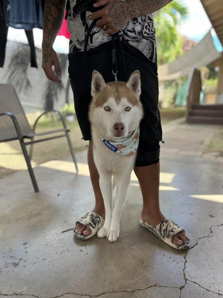 LOST PET - Wai’anae area | SSH Search