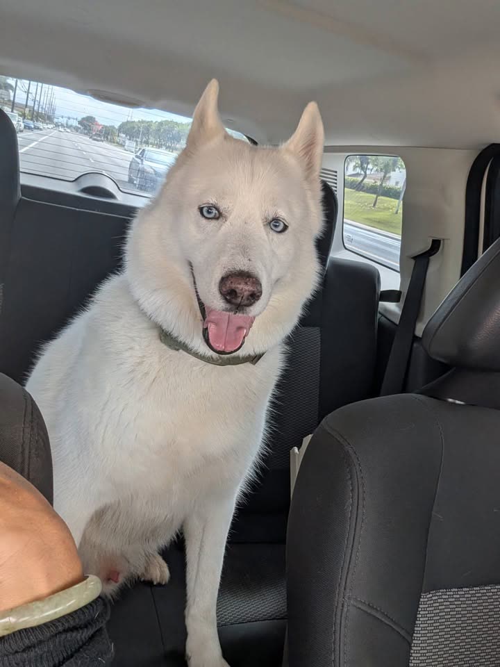 FOUND PET - Ewa, Oahu | SSH Search