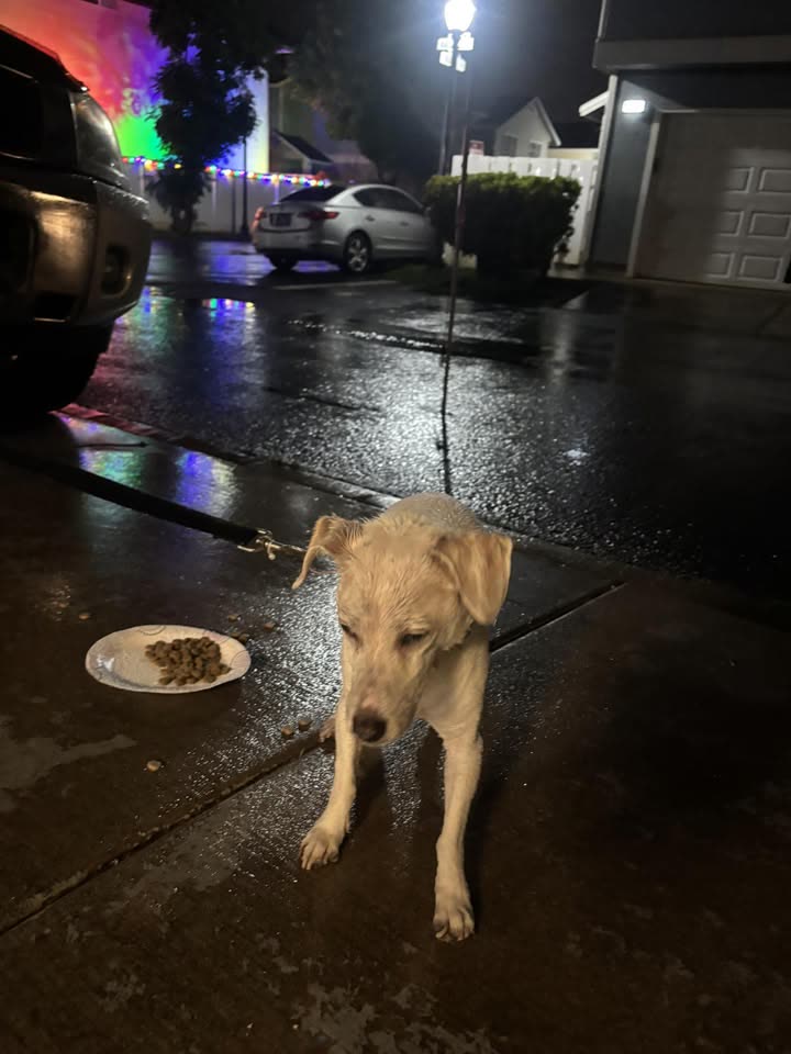 FOUND PET - Ewa Beach, near Holomua | SSH Search