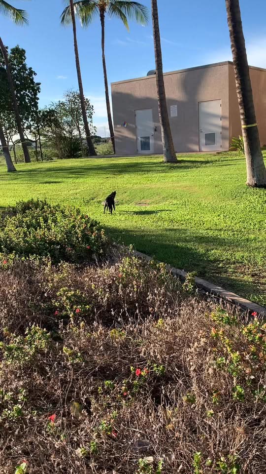 FOUND PET - Kapolei State building, Kapolei, Oahu | SSH Search