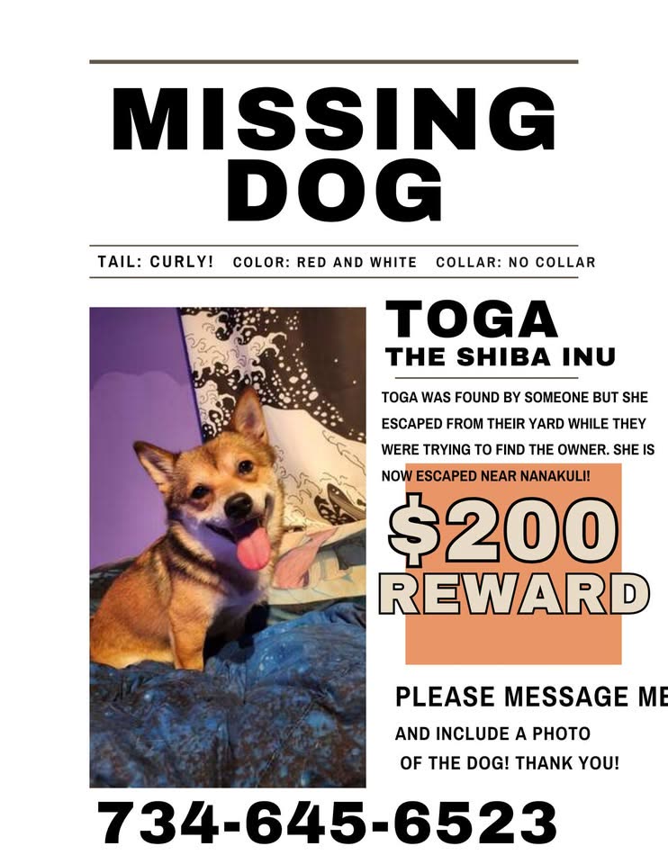 LOST PET - Waianae Mall, Nanakuli, Oahu | SSH Search