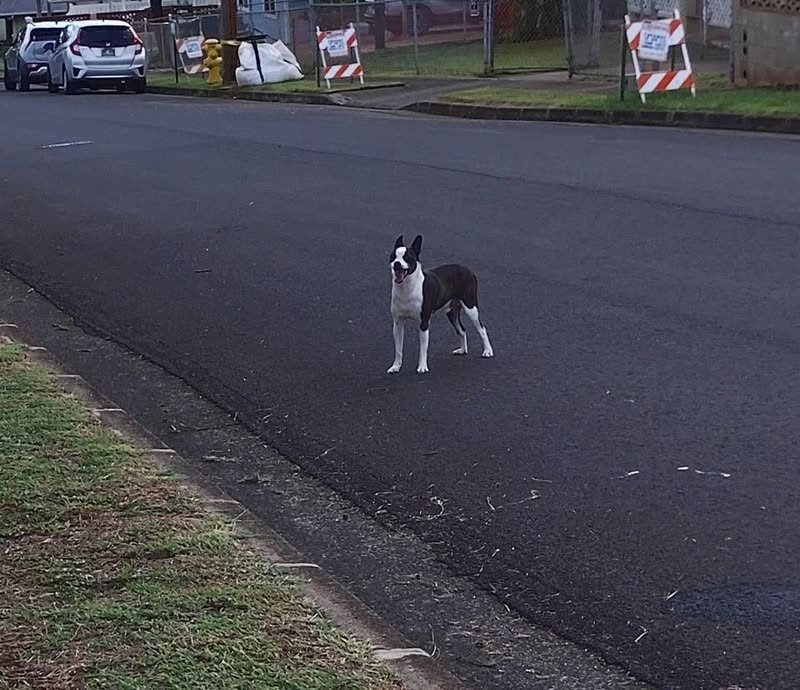 ANIMAL SIGHTING - Aliipoe Drive and Ulune Street, NO_SPECIFIC_LOCATION | SSH Search