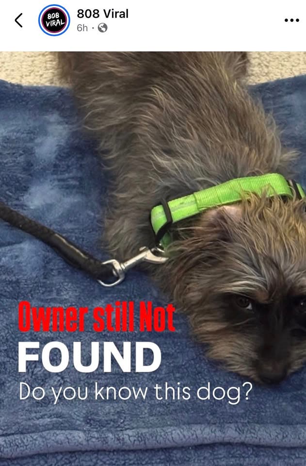 FOUND PET - Beretania and McCully, Honolulu | SSH Search