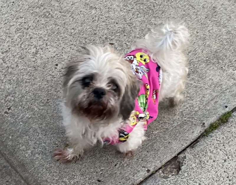 FOUND PET - Royal Kunia | SSH Search