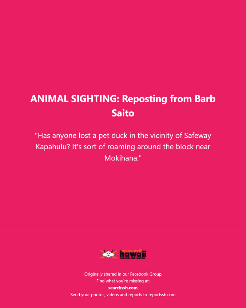 ANIMAL SIGHTING - Safeway Kapahulu, Mokihana Street, Honolulu, Oahu | SSH Search