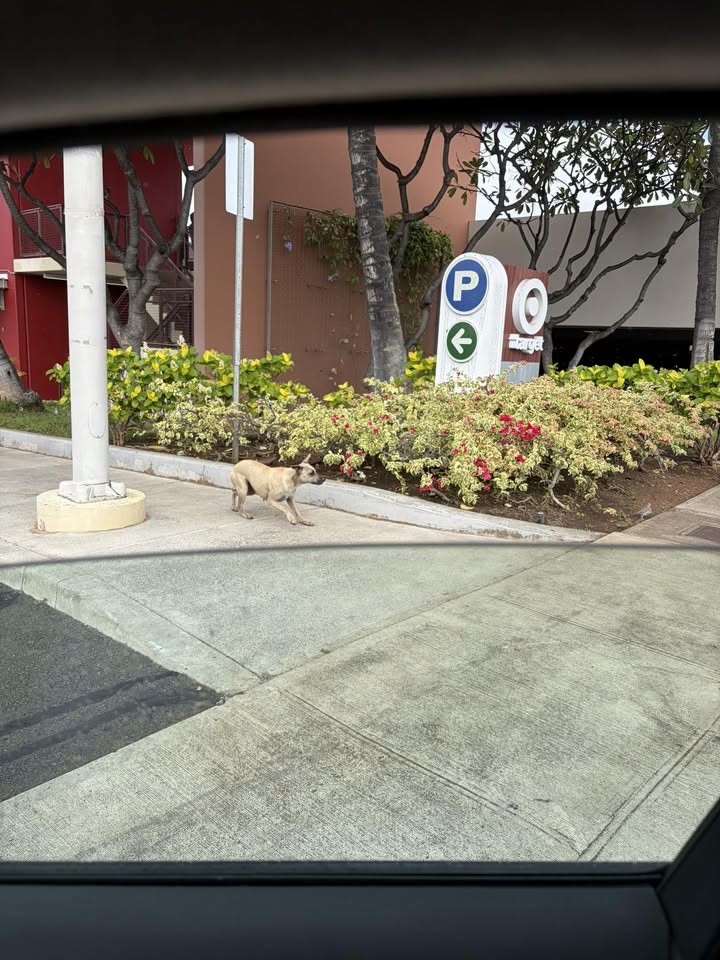 LOST ITEM - Salt Lake Target, Honolulu, Oahu | SSH Search