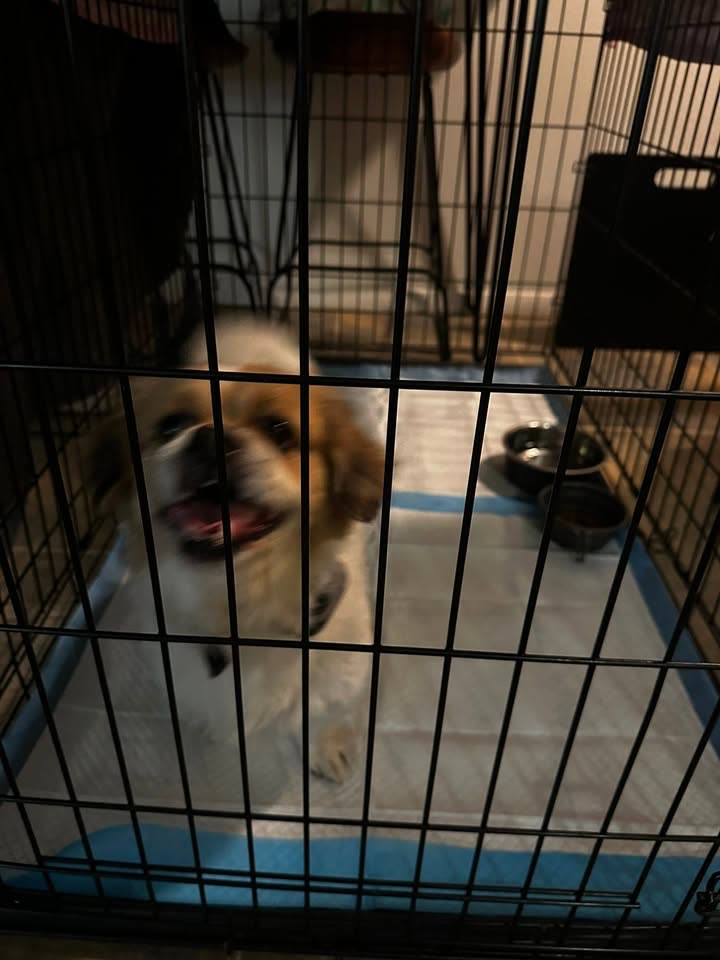 FOUND PET - Hui Kelu Street, Kaneohe | SSH Search