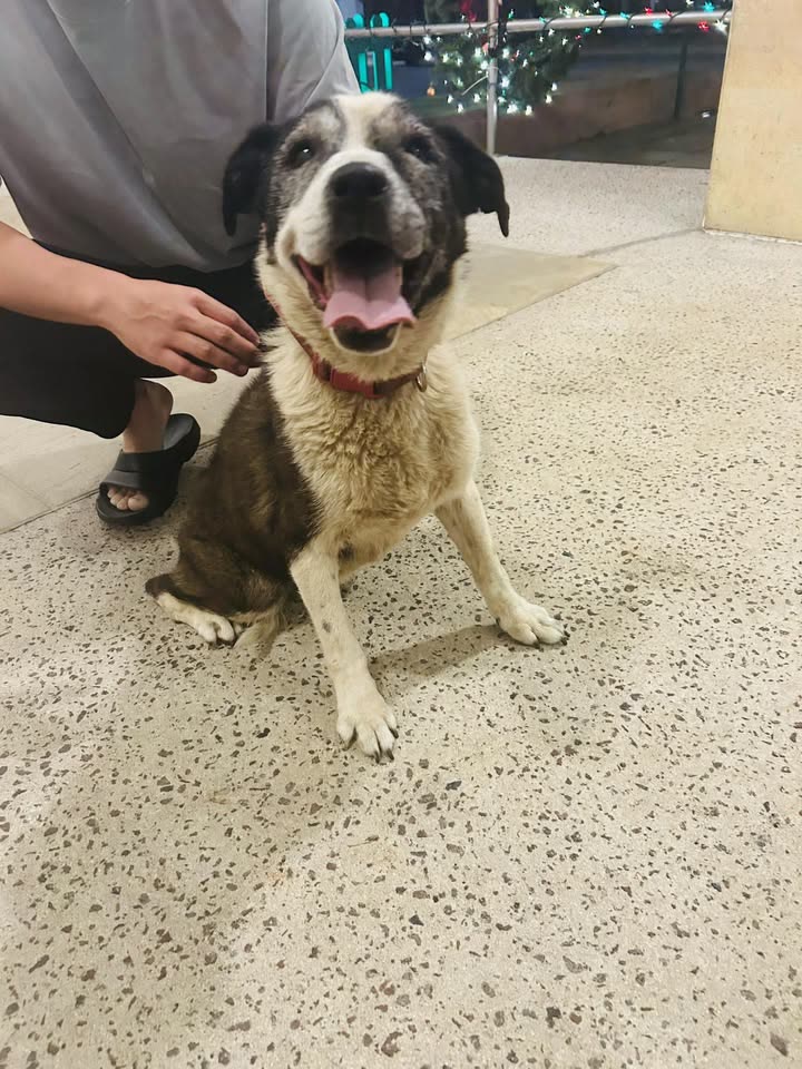 FOUND PET - Pali and Wyllie, Honolulu, Oahu | SSH Search