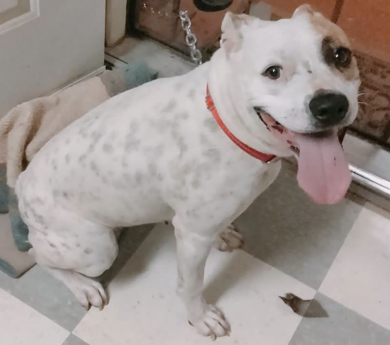 LOST PET - Ikulani Street, Ewa Beach, Oahu | SSH Search