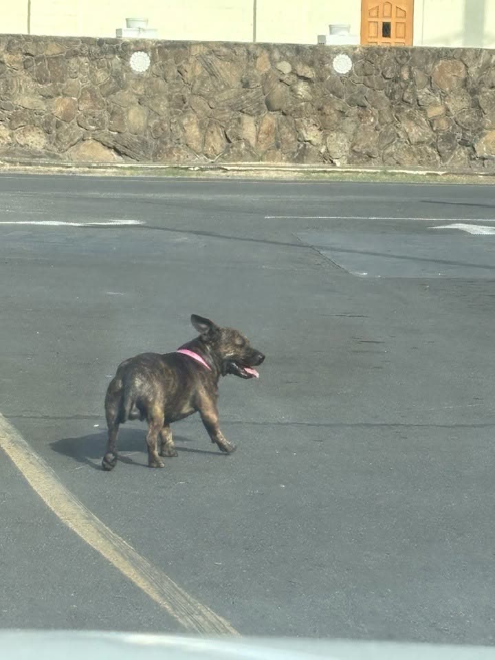 ANIMAL SIGHTING - McDonald's in Waianae, Oahu | SSH Search