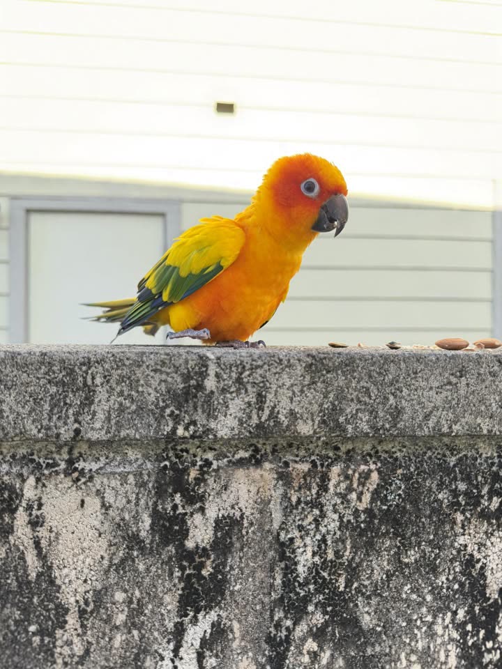 FOUND PET - Mililani | SSH Search