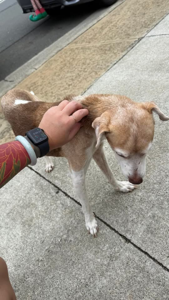ANIMAL SIGHTING - Kapaia Street, Hawaii Kai, Oahu | SSH Search
