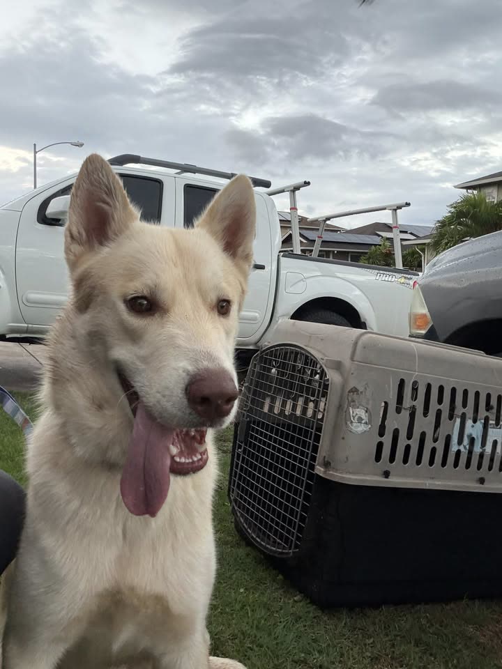 FOUND PET - Kanehili Homestead, Kapolei | SSH Search