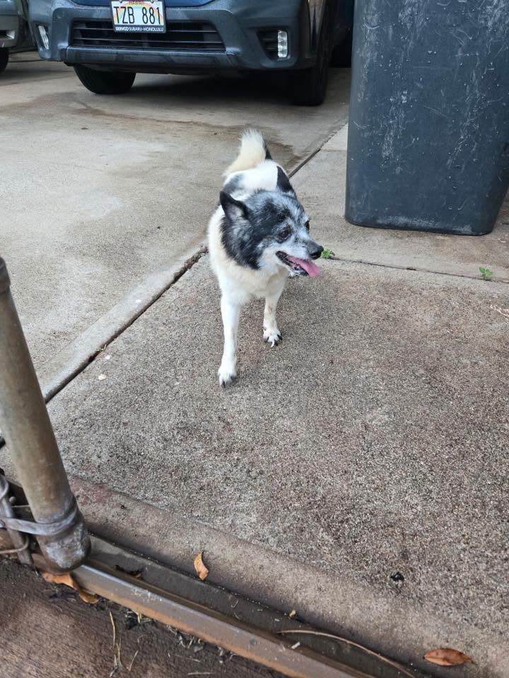 FOUND PET - Akaula Street, Lower Makakilo, Oahu | SSH Search