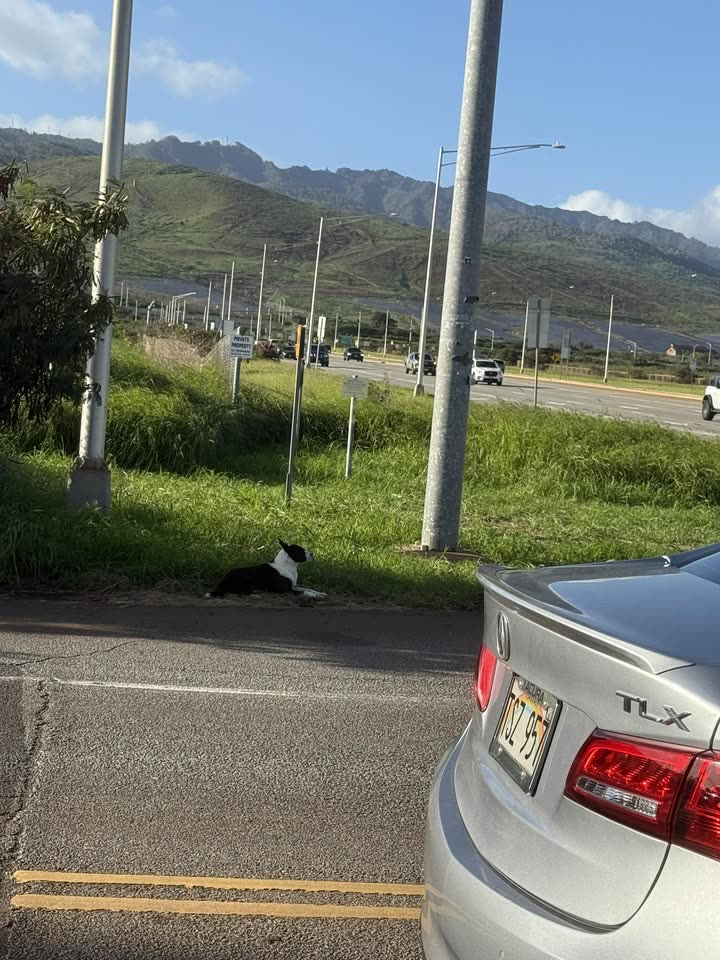 ANIMAL SIGHTING - Farrington Hwy and Kualakai intersection, Oahu | SSH Search
