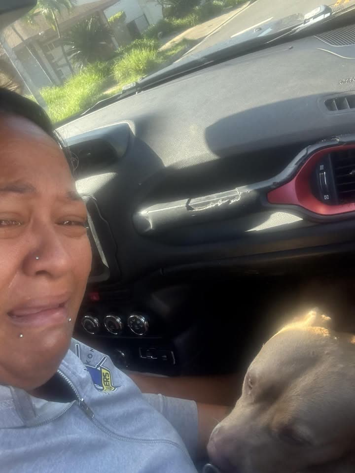 LOST PET - Hawaii | SSH Search