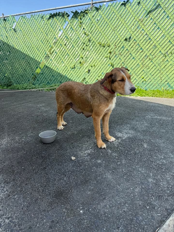 FOUND PET - Arizona memorial, Honolulu, Oahu | SSH Search