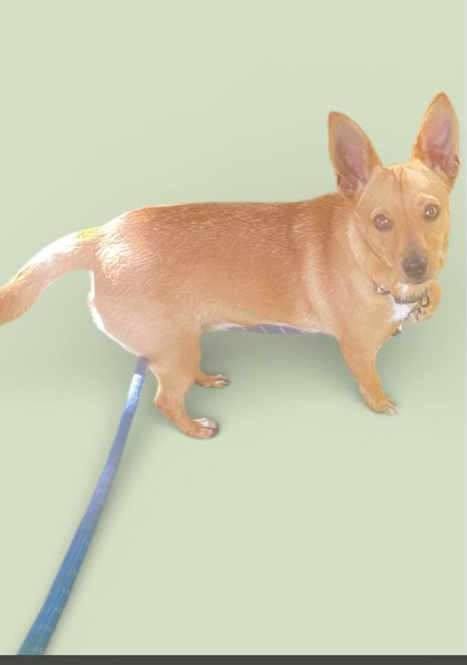 LOST PET - Walmart Kapolei, Kapolei, Oahu | SSH Search