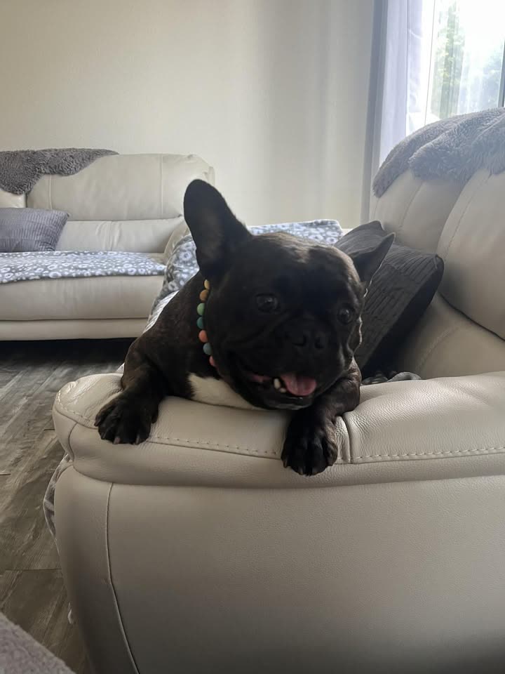 LOST PET - Holomua Elementary School, Ewa Beach, Oahu | SSH Search