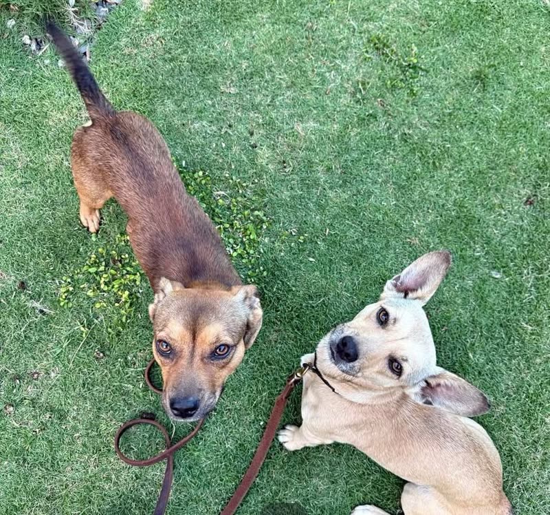 FOUND PET - Hawaii | SSH Search